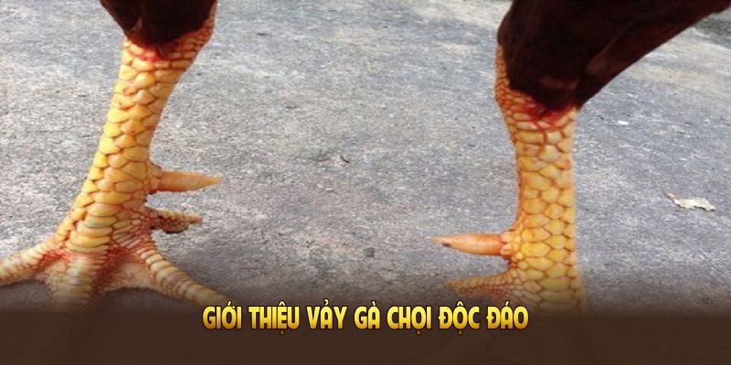 Giới thiệu vảy gà chọi độc đáo và mức độ quý hiếm