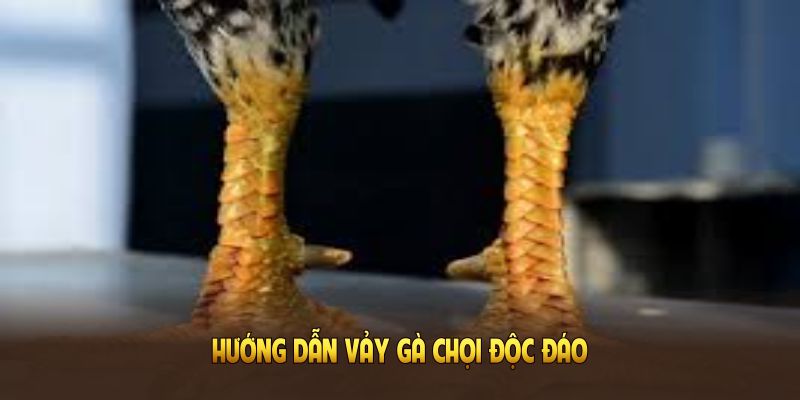 Hướng dẫn vảy gà chọi độc đáo giúp phân biệt chính xác
