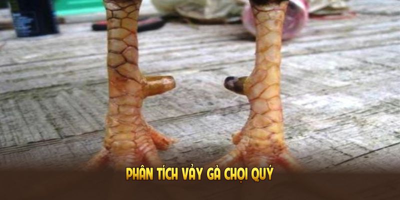 Phân tích vảy gà chọi quý cho người đam mê đá gà